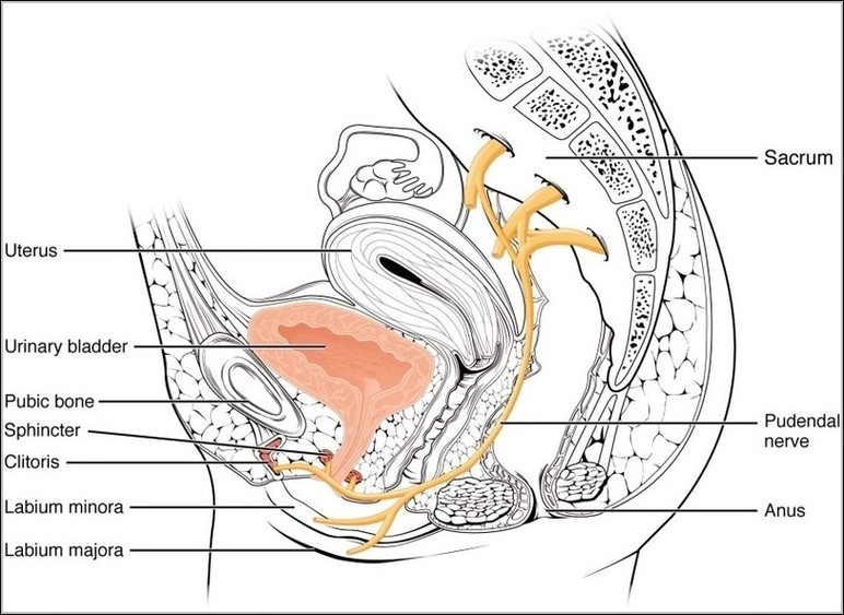 Nerves Innervating the Urinary SystemN