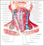 Nerves Of Neck Image