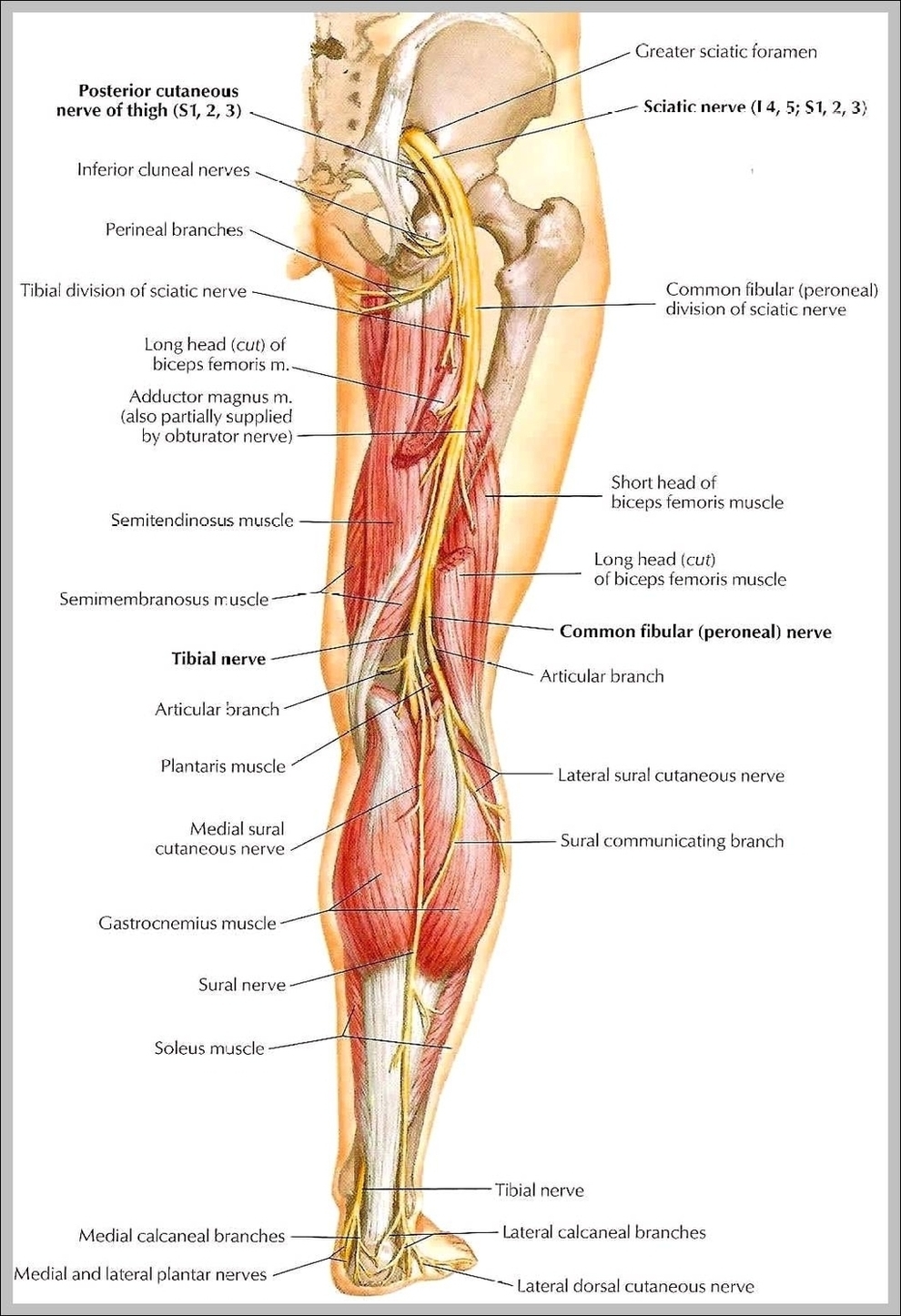 Nerves Of The Lower Leg Image