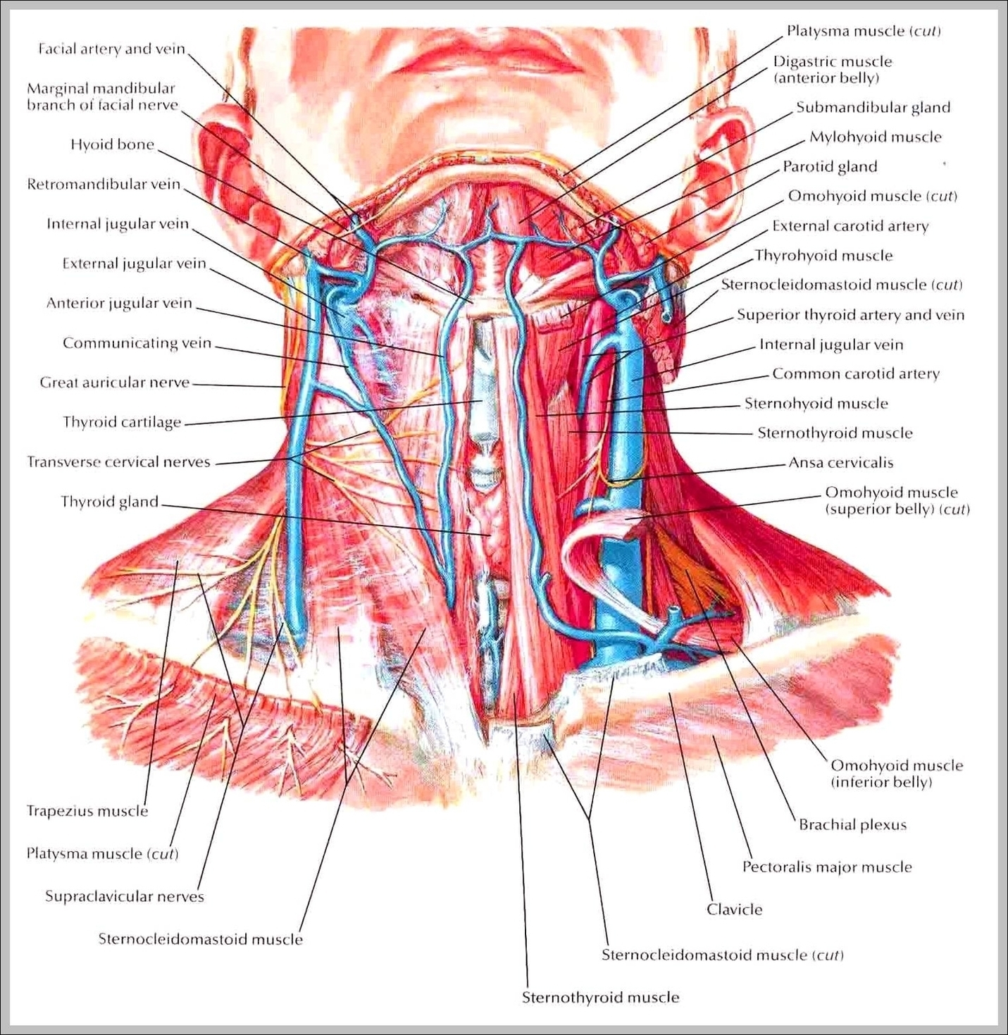 Nerves Of The Neck Image