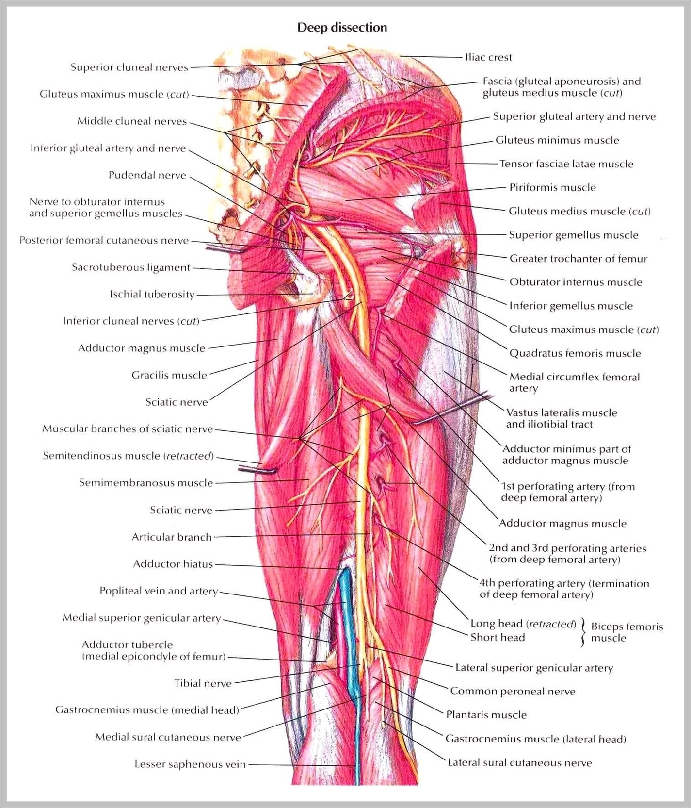 Nerves Of The Thigh Image