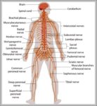 Nervous System Information Image