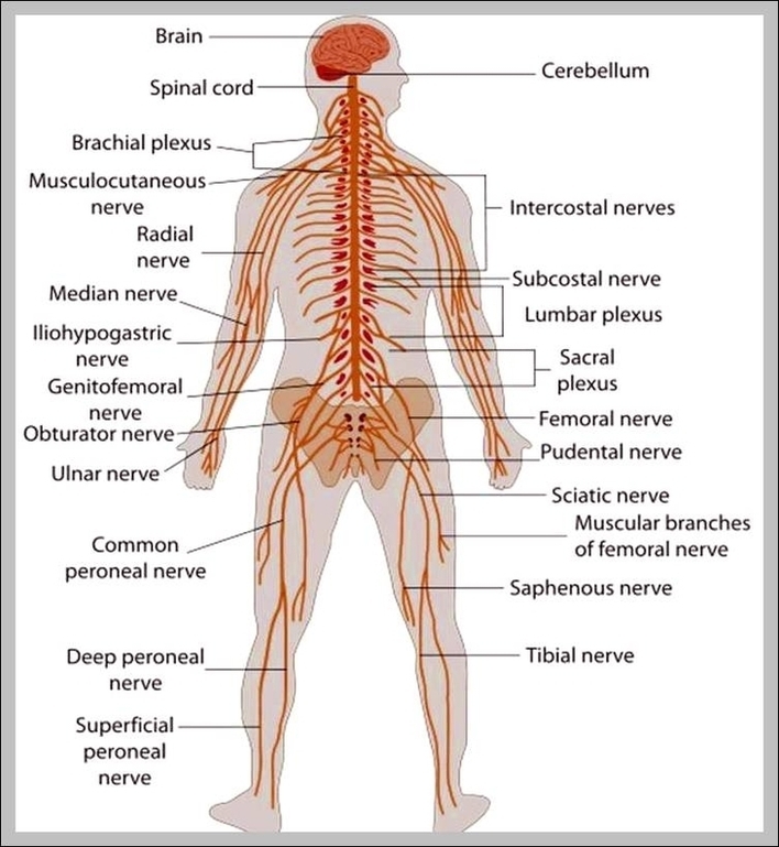 Nervous System Information Image