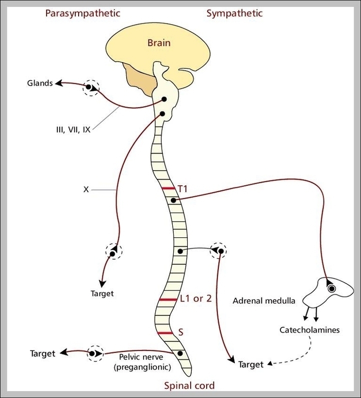 Nervous System Labeled Image