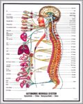 Nervous System Pictures Image