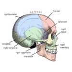 Neurocranium Bones