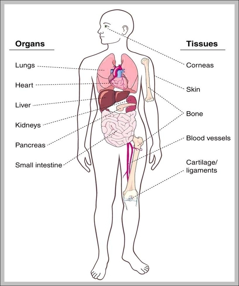 Organ Location In Human Body 2 Image