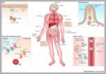 Organ Locations In The Body Image