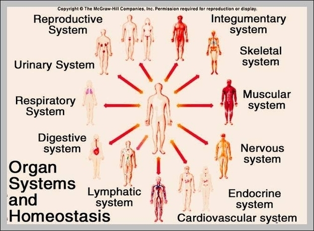 Organ System Pictures Image