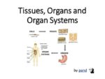 Organs And Tissues Explanation