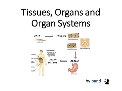 Organs And Tissues Explanation
