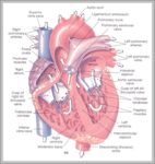 Organs Inside The Human Body Image