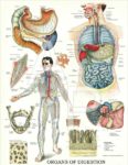 Organs of Digestion diagram