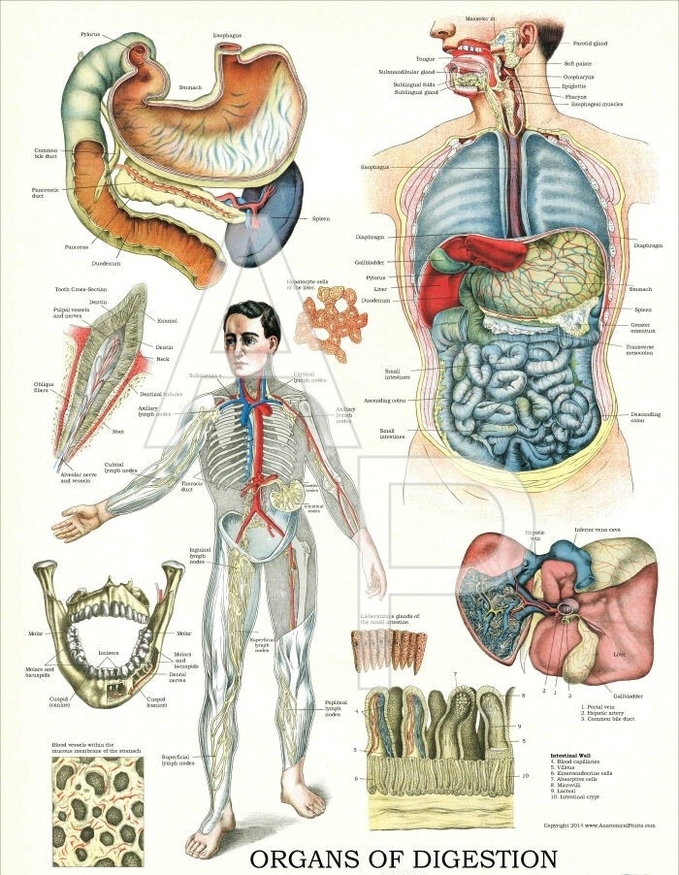 Organs of Digestion diagram