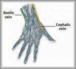 Origin of the Superficial Veins of the Upper Limb Diagram