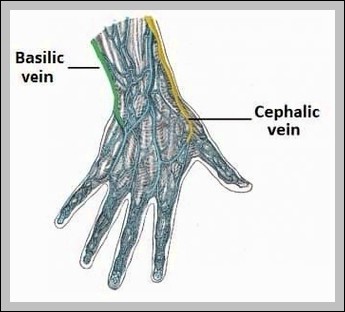Origin of the Superficial Veins of the Upper Limb Diagram