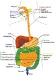 Overview Of The Digestive System