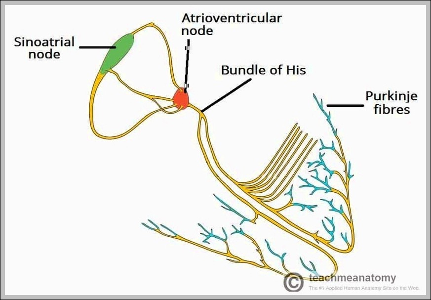 Overview of Conduction Pathway Components Diagram