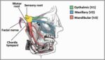 Overview of the Anatomical Distribution of the Trigeminal Nerve and its Terminal Branches Diagram