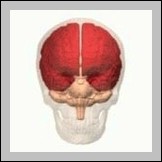 Overview of the Cerebrum1 Diagram