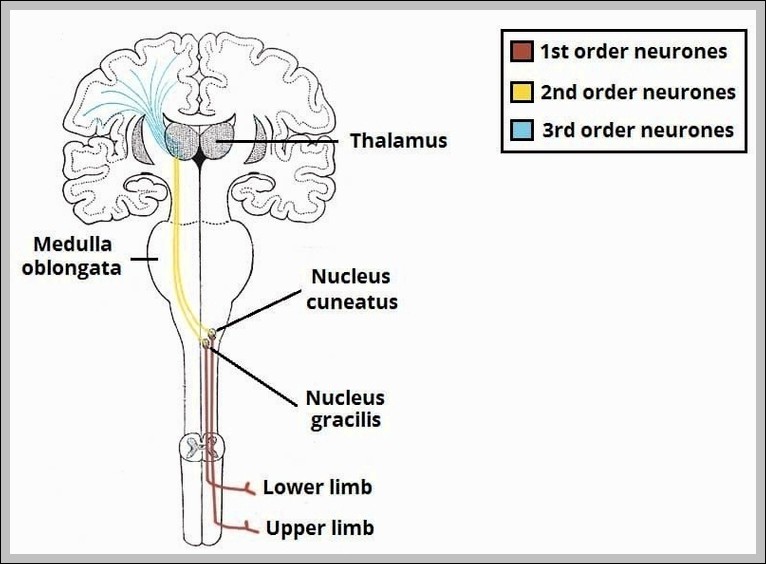 Overview of the Dorsal Column Medial Lemniscal Pathway 1 Diagram