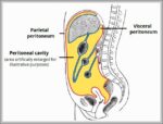 Overview of the Peritoneal Abdominal Cavity Diagram