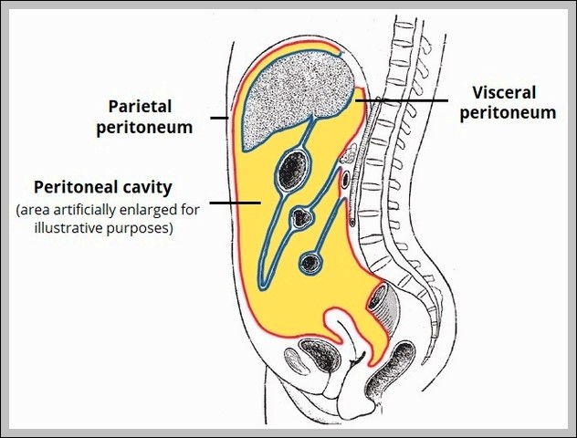 Overview of the Peritoneal Abdominal Cavity Diagram