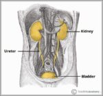 Overview of the Urinary Tract Kidney Ureter and Bladder Diagram