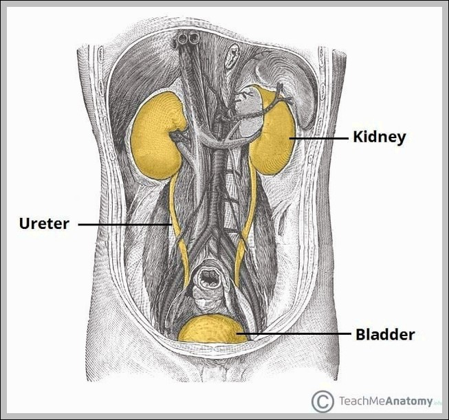 Overview of the Urinary Tract Kidney Ureter and Bladder Diagram