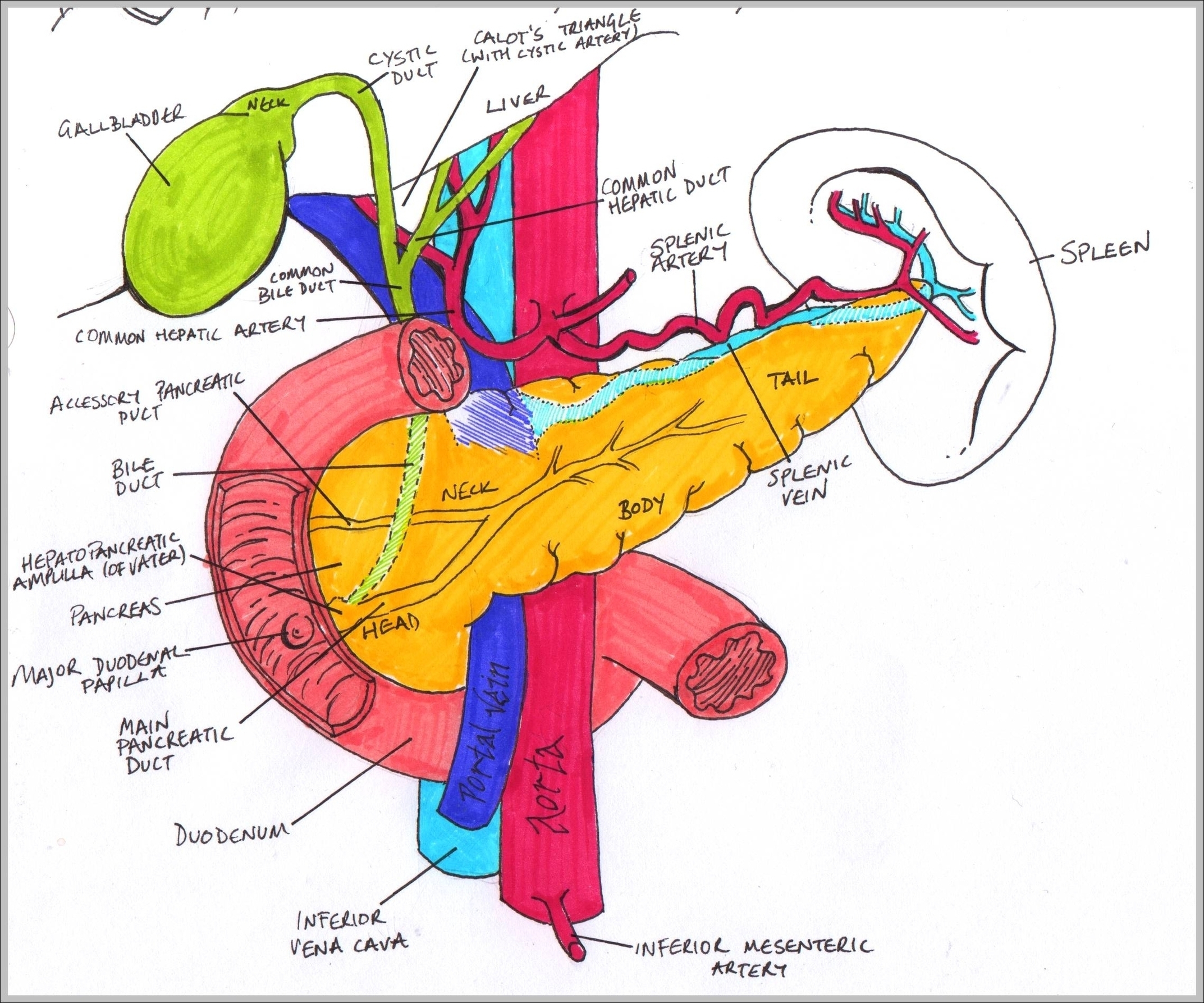 Pancreas Anatomy Image