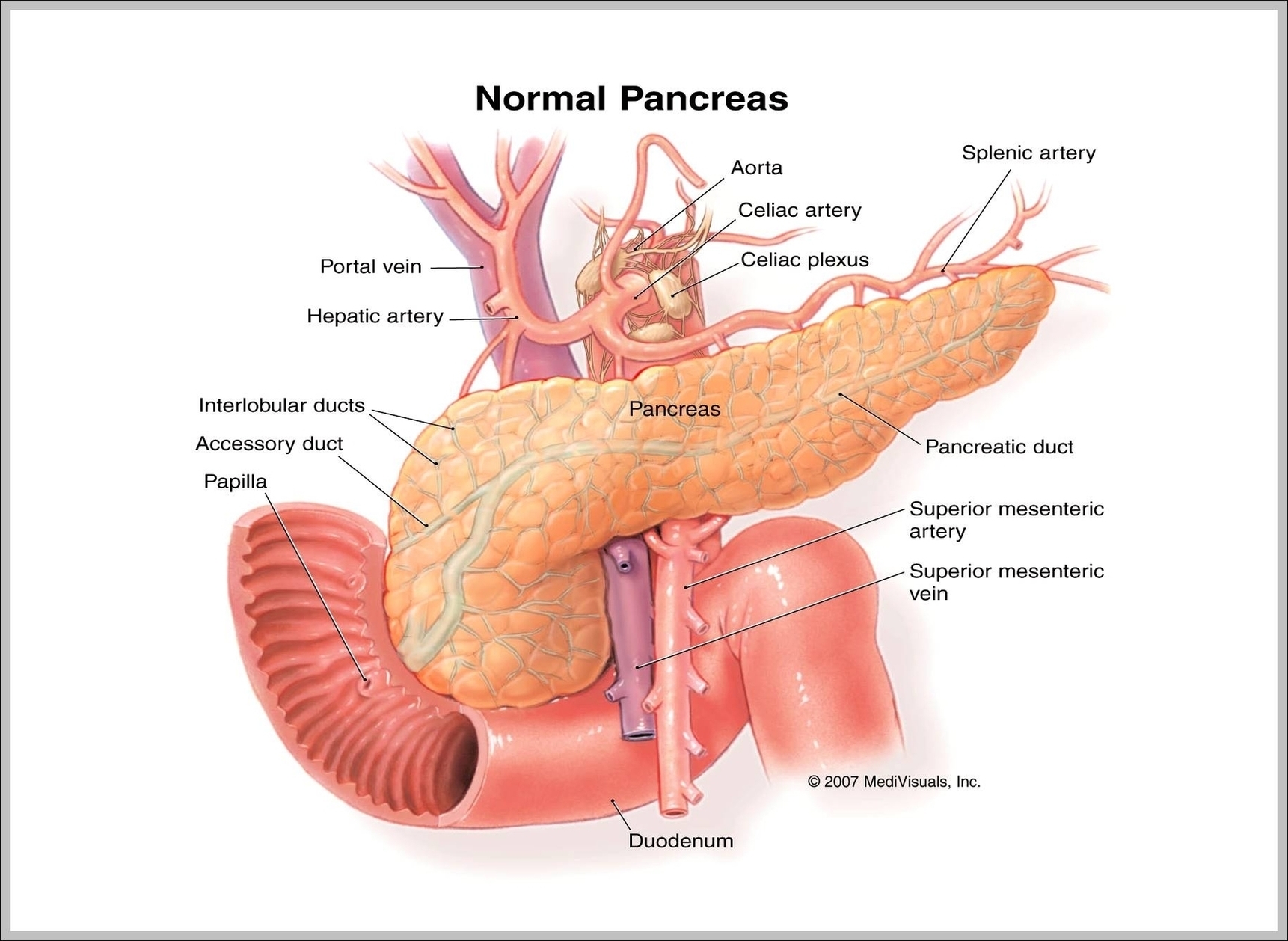 Pancreas Diagram In Body Image