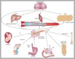 Pancreas Functions Image