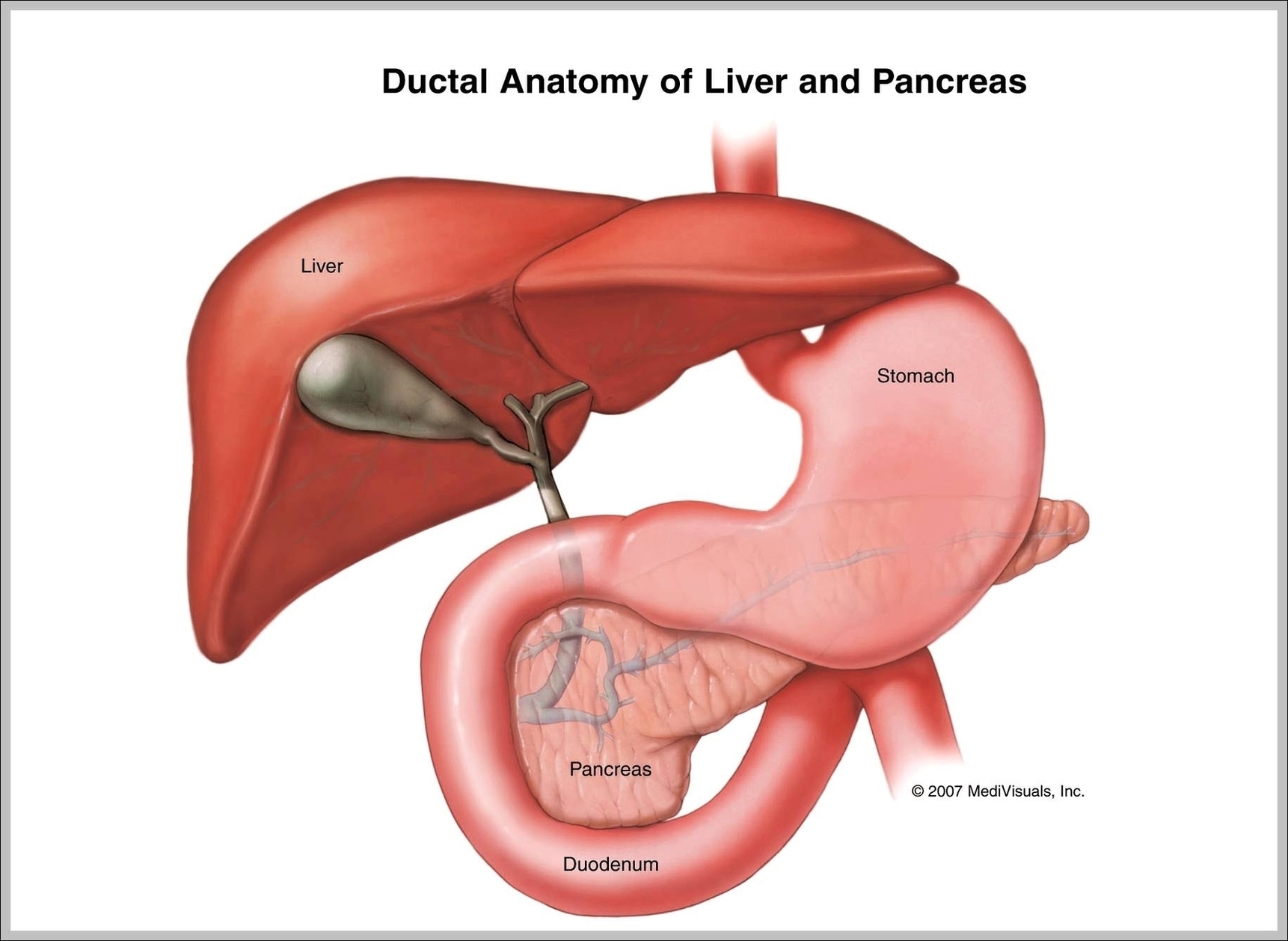 Pancreas Location In Human Body Image