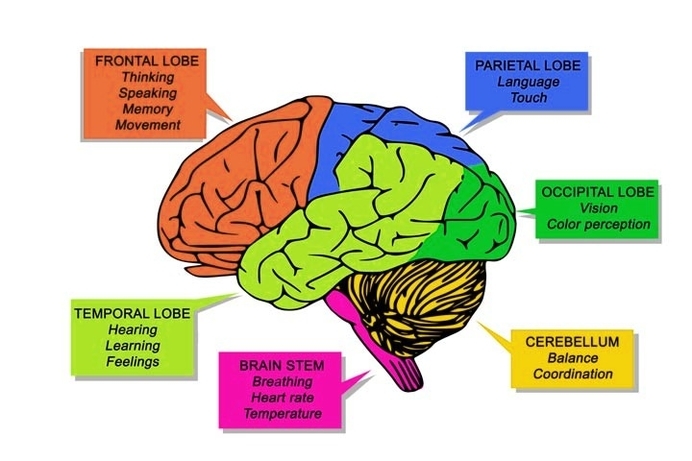 Parts And Functions Of The Brain