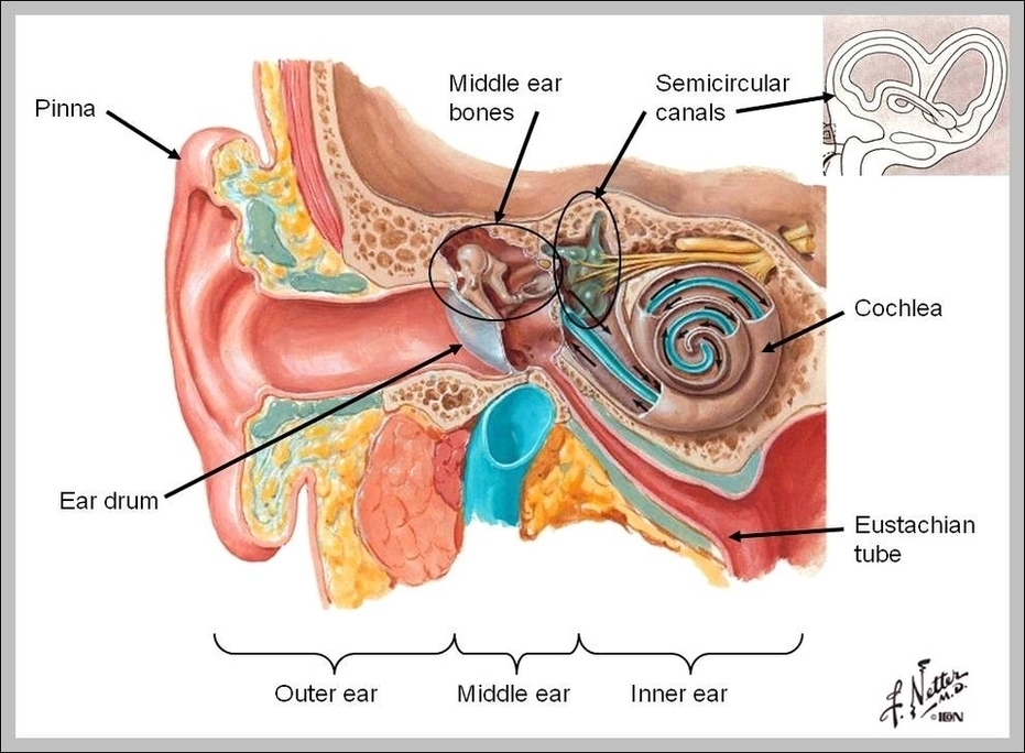 Parts Of Ear Image