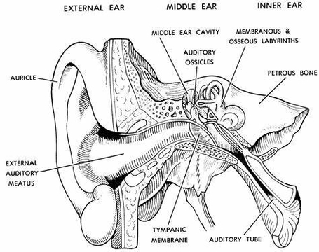 Parts Of Earthe Human Ear Parts