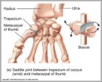 Parts Of Respiratory System Image