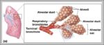 Parts Of Small Intestine Image