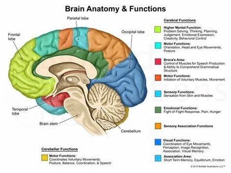 Parts Of The Brain Diagram And Function