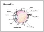 Parts Of The Eye Labeled Image