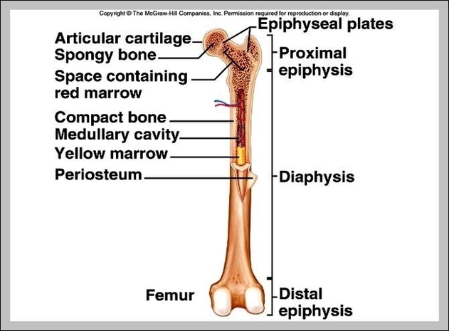Parts Of The Hip Image
