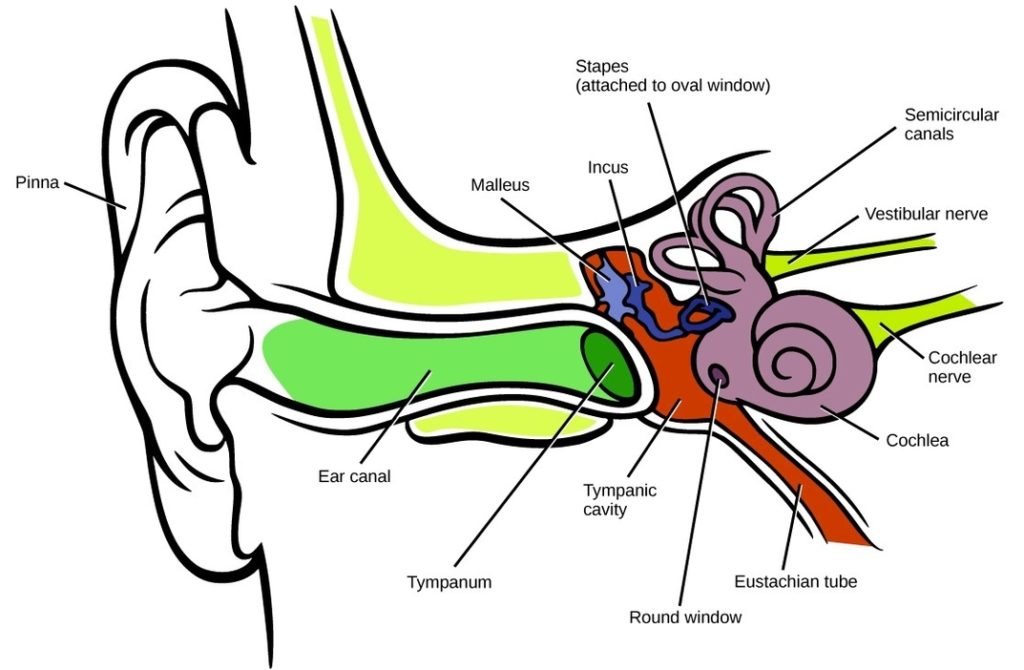 Parts Of The Human Ear