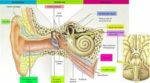 Parts Of The Inner Ear