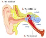 Parts Of The Inner Ear Sample