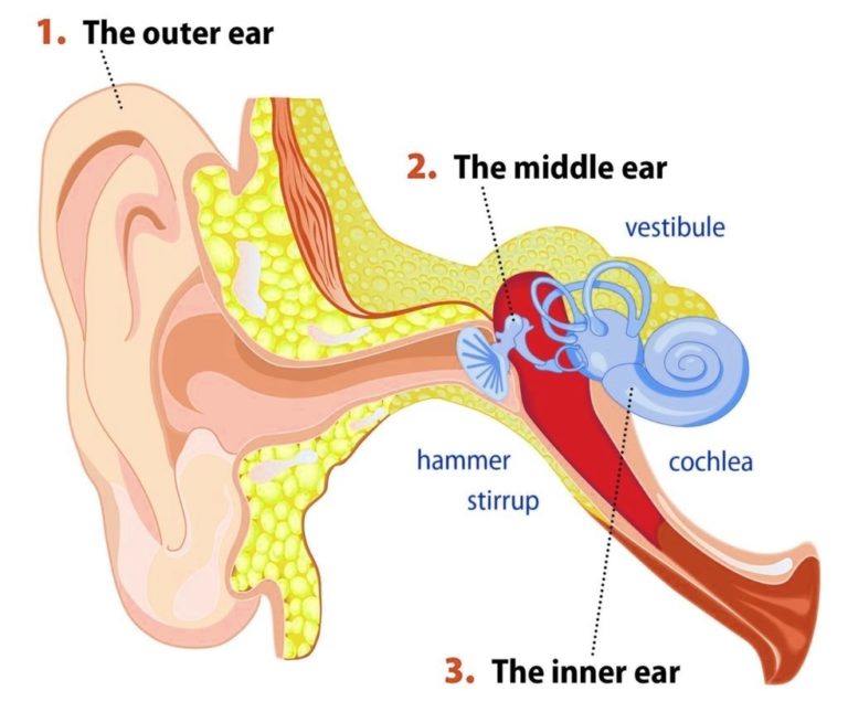 Ear Anatomysimple Ear Anatomy Sample Of – Anatomy System – Human Body ...