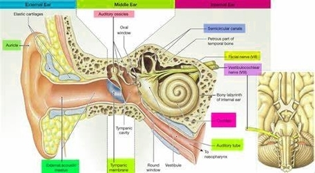 Parts Of The Inner Ear