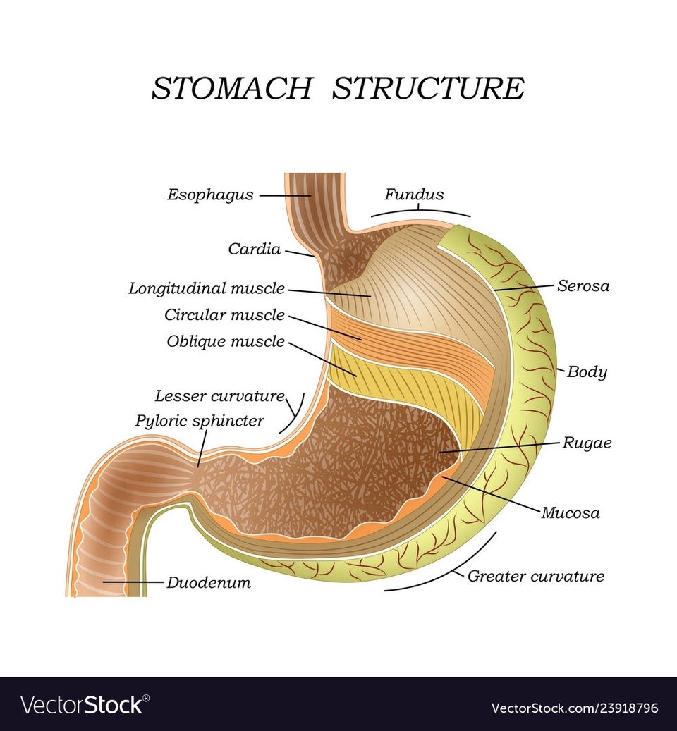 Parts Of The Stomach Anatomy