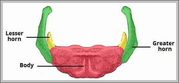 Parts of the Hyoid Bone Body Greater Horn Lesser Horn Diagram