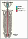 Parts of the Male Urethra. Diagram