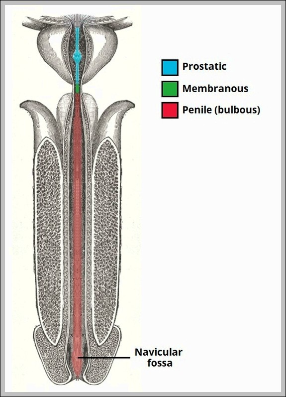Parts of the Male Urethra. Diagram